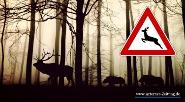 Mehrere Wildunfälle in Kyffhäuserkreis