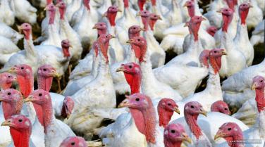 Vogelgrippe erneut ausgebrochen - 10.500 Puten betroffen