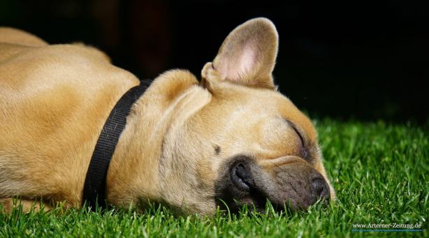 Mehrere Hunde vergiftet und verstorben
