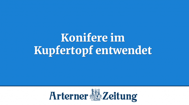 Konifere im Kupfertopf entwendet