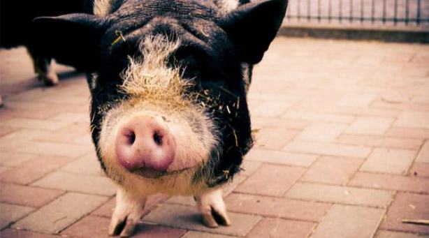 Schweinmastanlage in Oldisleben
